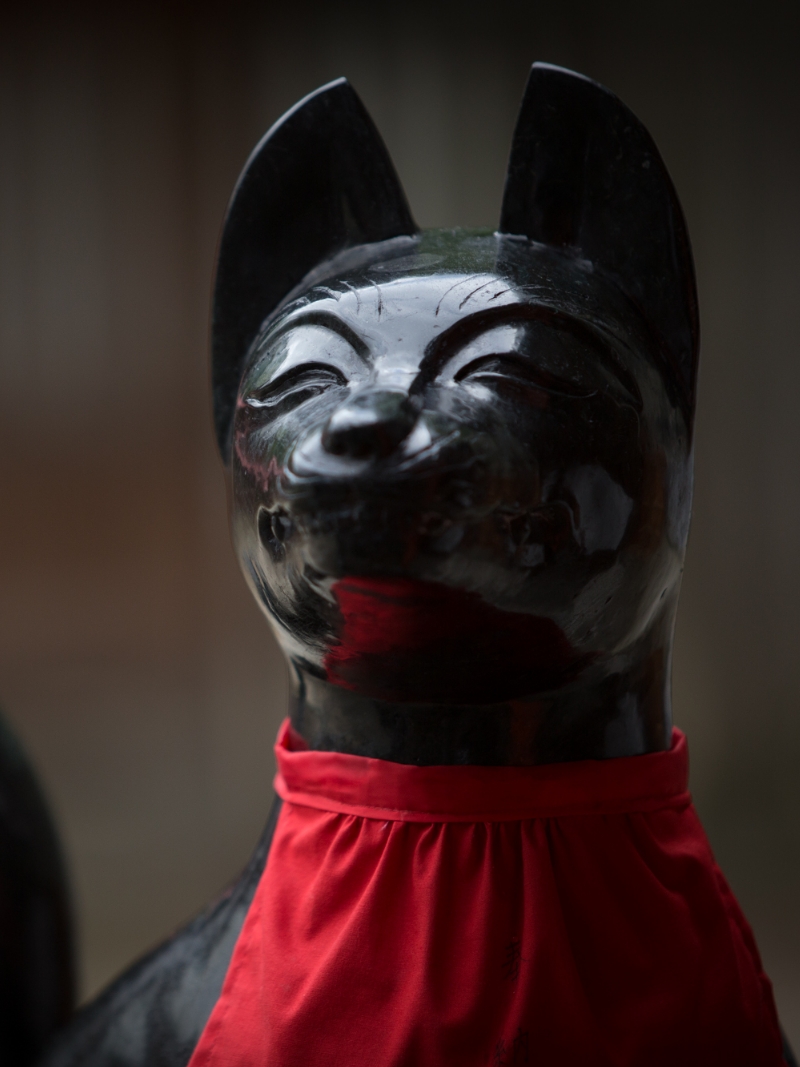 About the laughing and smiling foxes