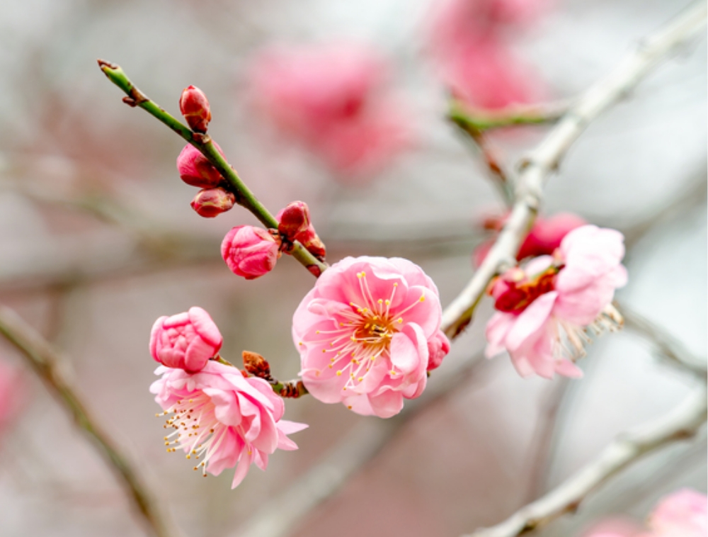 Kinen-sai (prayer ceremony for good harvest)